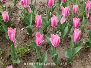 户外跳蛋阅读