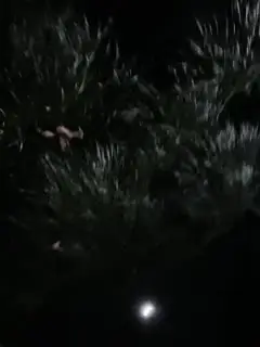 颜值人妖深夜户外露出路边椅子上口交深喉，户外刺激很快缴枪第04集