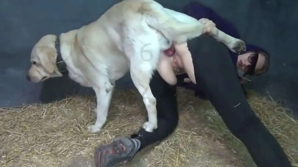 女人和猪pig狗dog