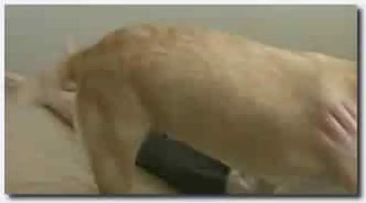！人与动物~母狗~母狗长片~Dog Man Chunky Not Creamy Excellent