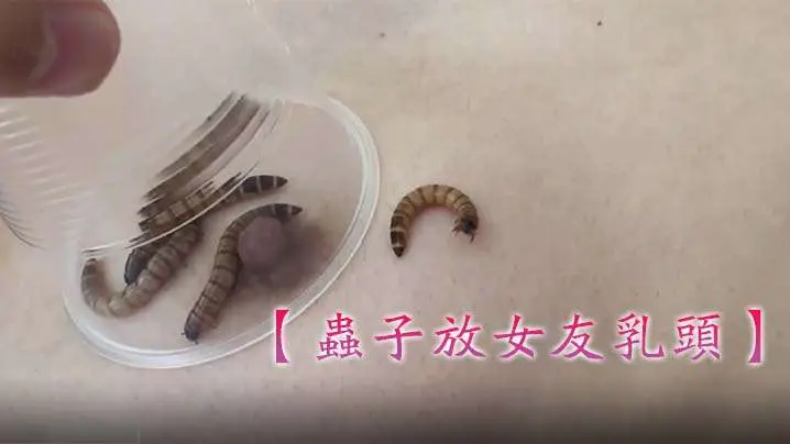 虫子放女友乳头妹子害怕狂叫不停的